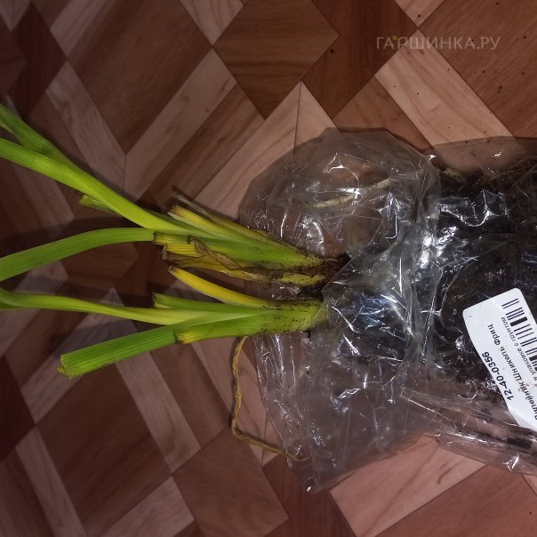 превью изображения отзыва