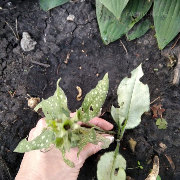 превью изображения отзыва