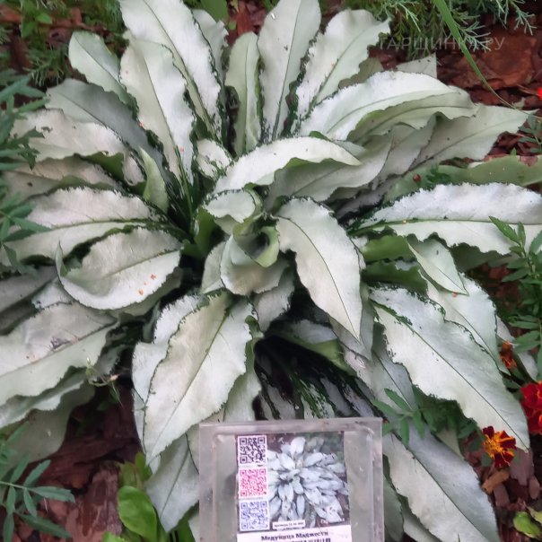 превью изображения отзыва