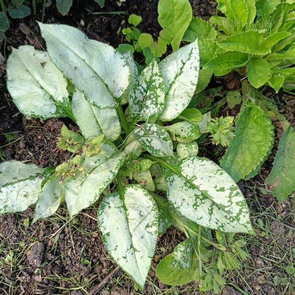 превью изображения отзыва