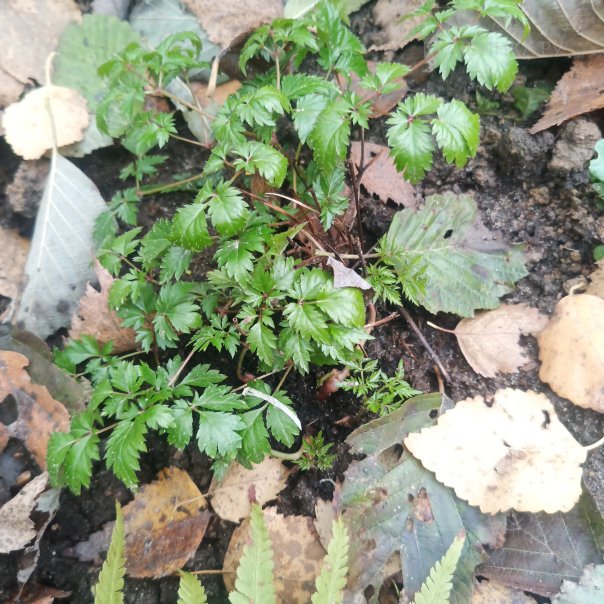 превью изображения отзыва