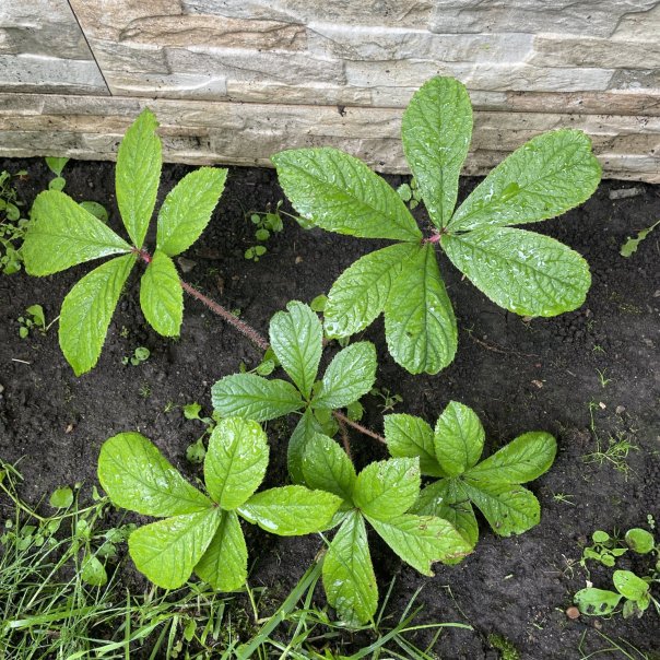 превью изображения отзыва