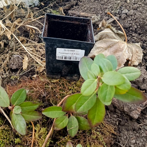 превью изображения отзыва