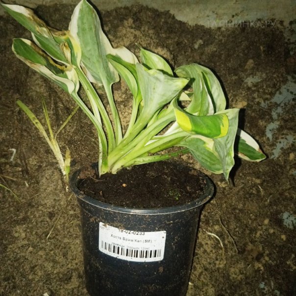 превью изображения отзыва