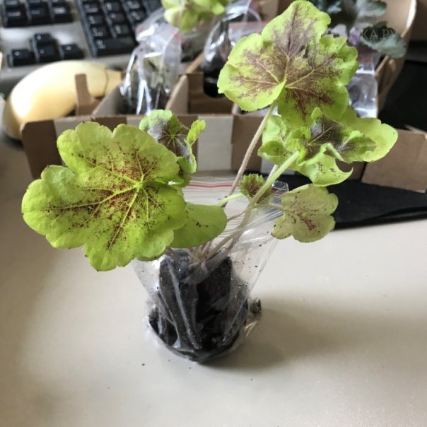 превью изображения отзыва