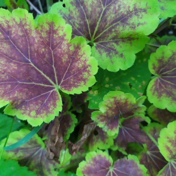 превью изображения отзыва