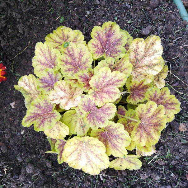 превью изображения отзыва