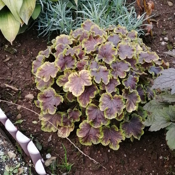 превью изображения отзыва