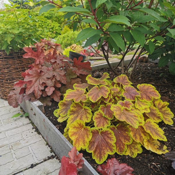 превью изображения отзыва