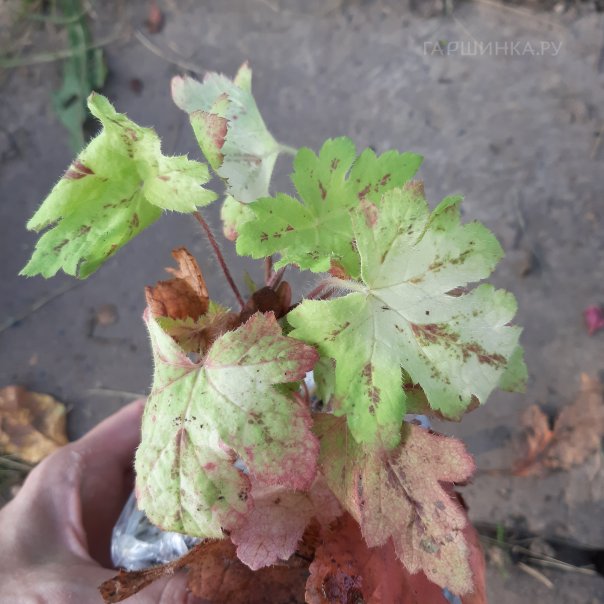 превью изображения отзыва