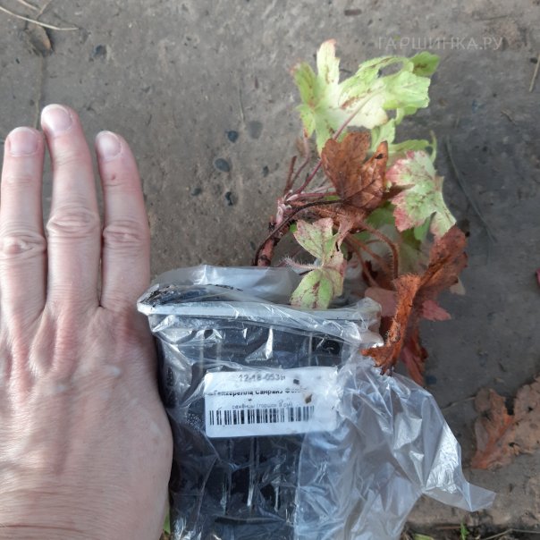 превью изображения отзыва