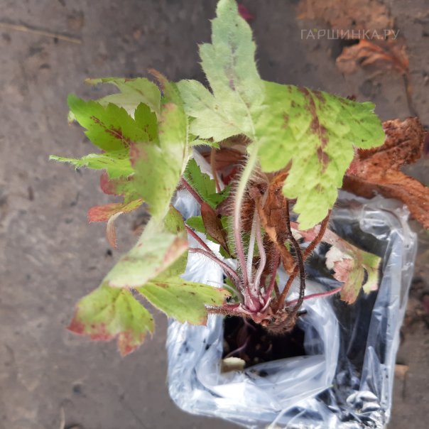 превью изображения отзыва