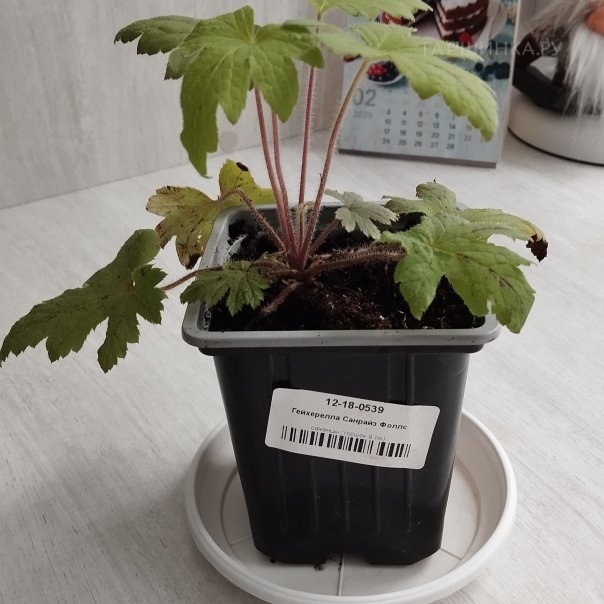 превью изображения отзыва