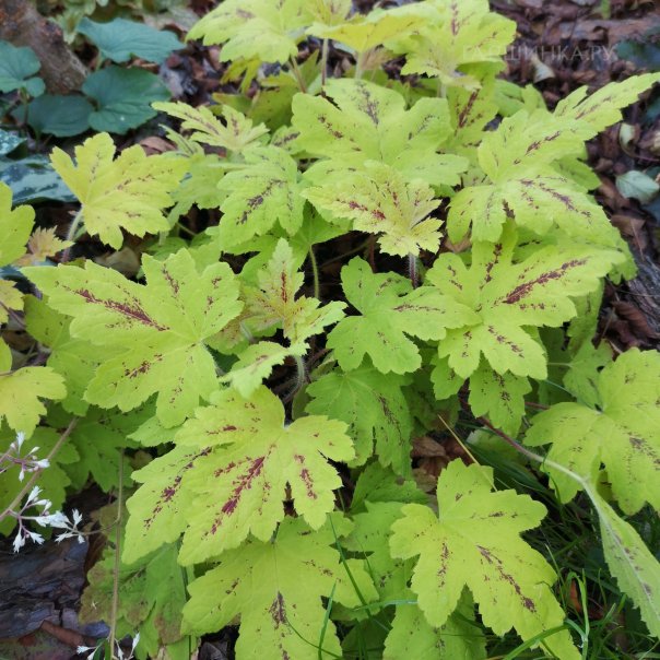 превью изображения отзыва