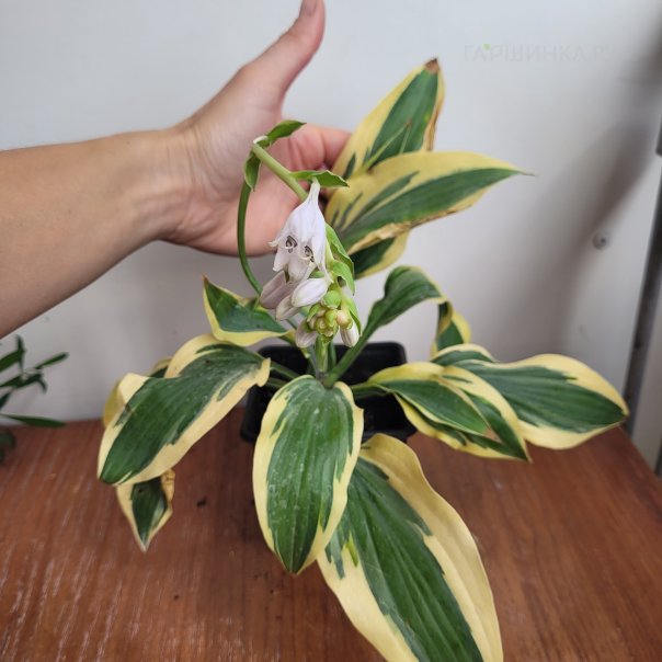 превью изображения отзыва