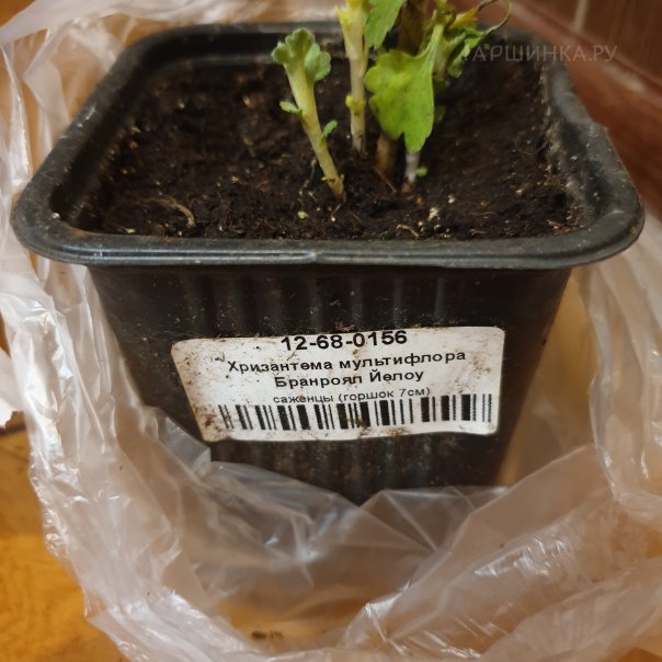 превью изображения отзыва