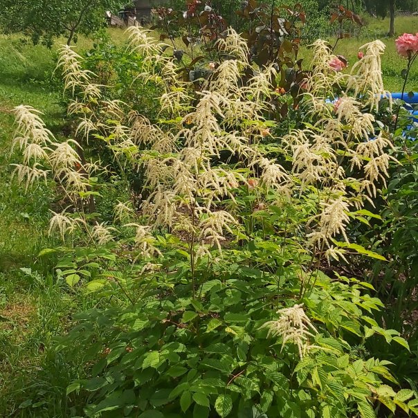 превью изображения отзыва