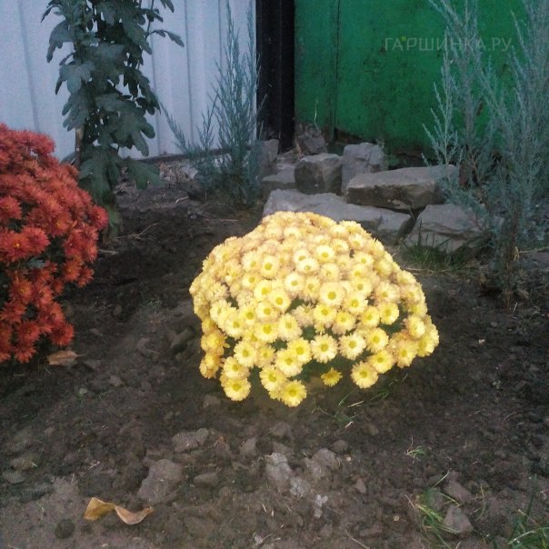 превью изображения отзыва