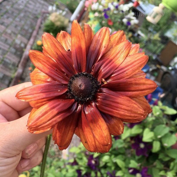 превью изображения отзыва