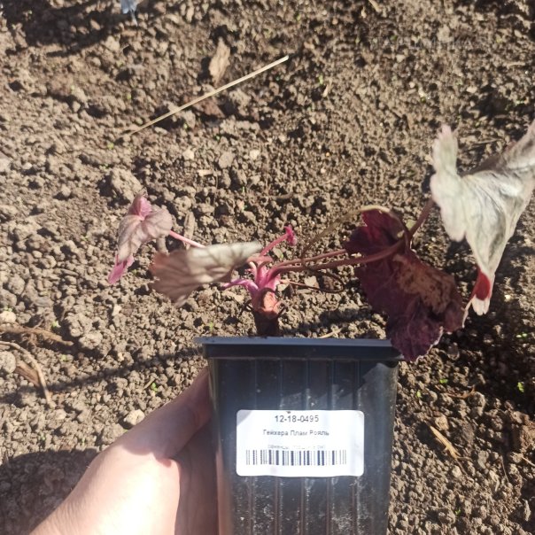 превью изображения отзыва