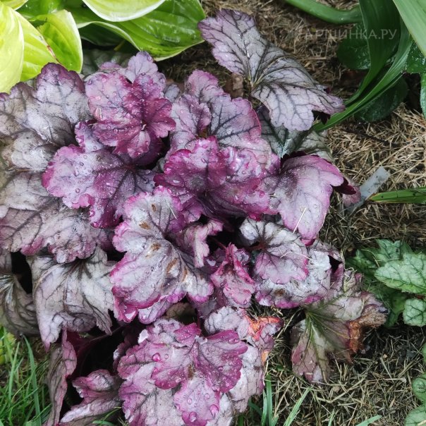 превью изображения отзыва