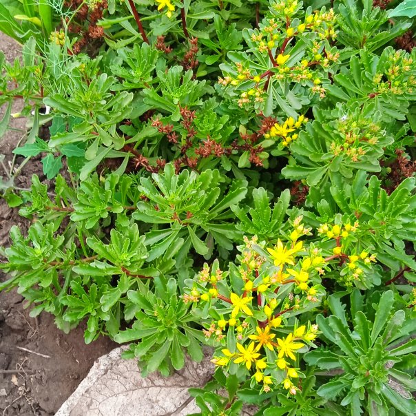 превью изображения отзыва