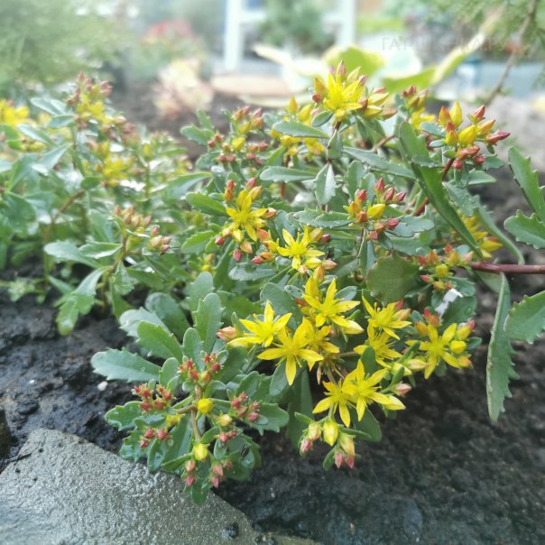 превью изображения отзыва