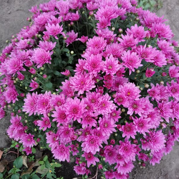 превью изображения отзыва