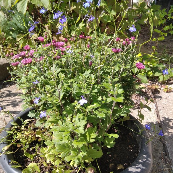 превью изображения отзыва