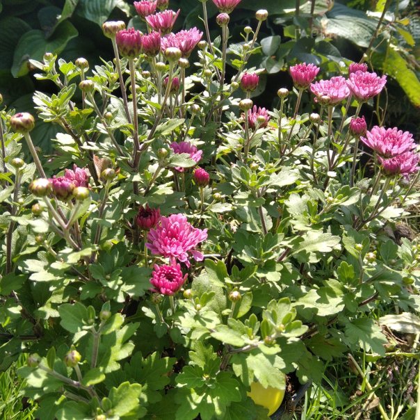 превью изображения отзыва