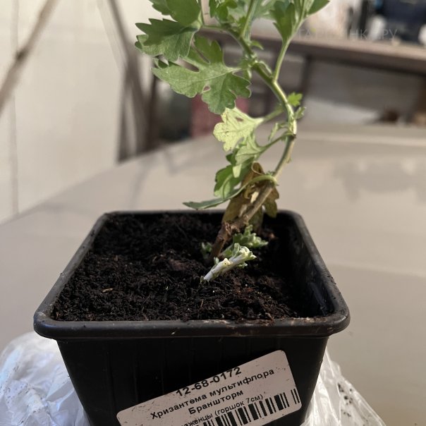 превью изображения отзыва