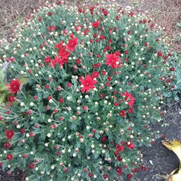 превью изображения отзыва