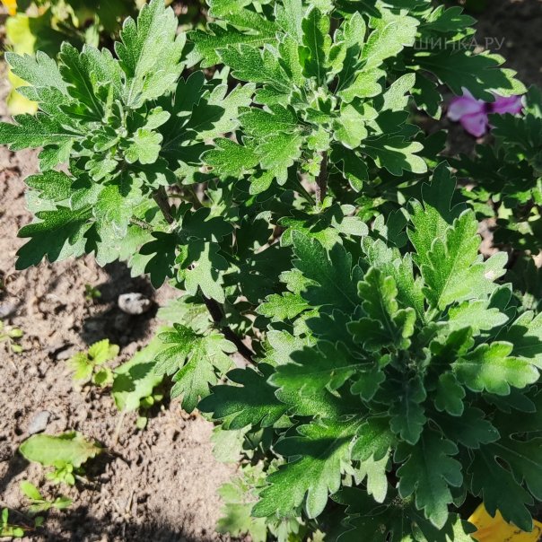 превью изображения отзыва