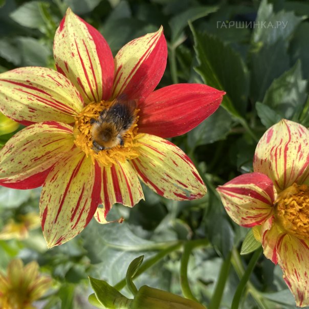 превью изображения отзыва