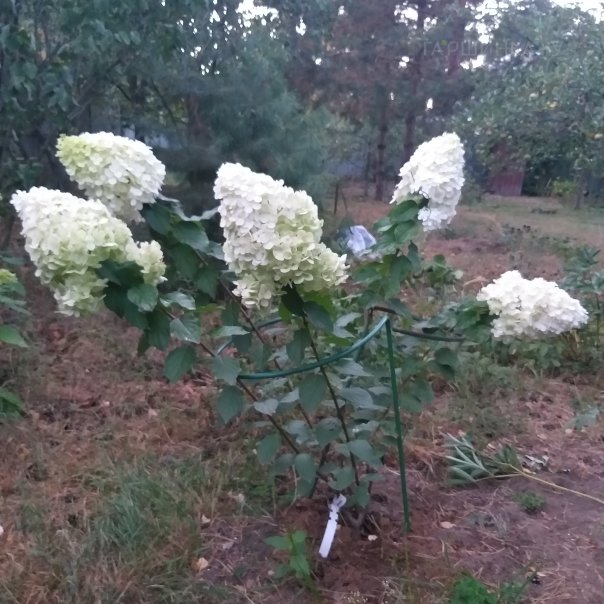 превью изображения отзыва