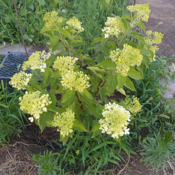 превью изображения отзыва