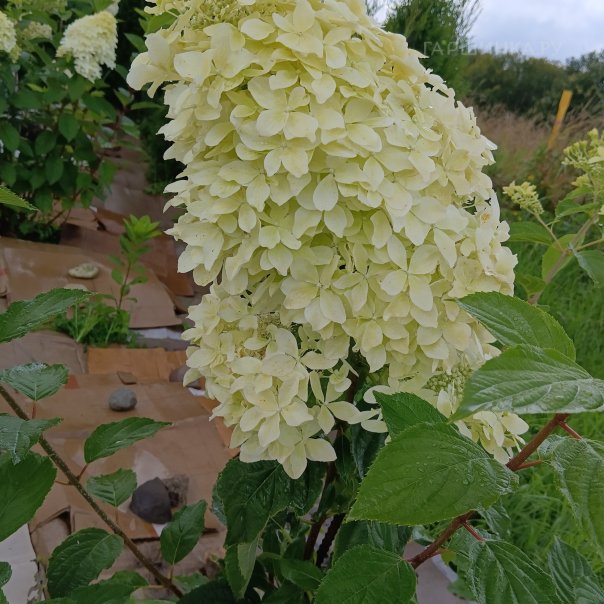 превью изображения отзыва