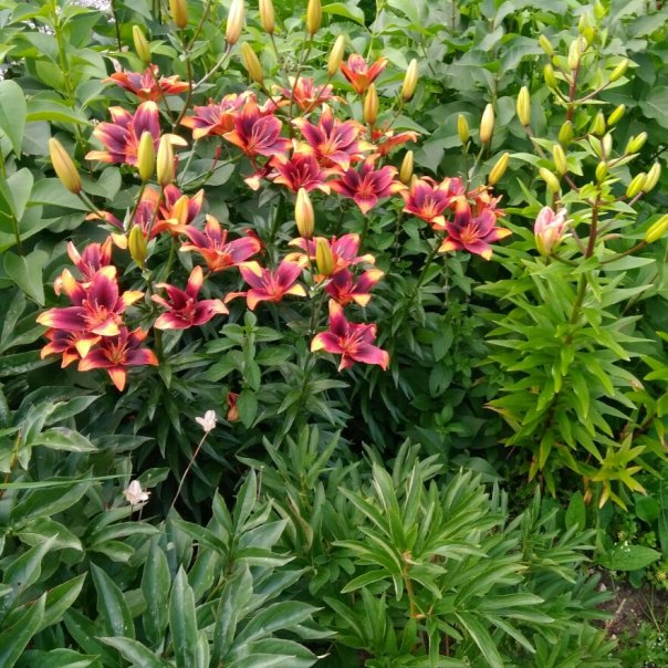 превью изображения отзыва