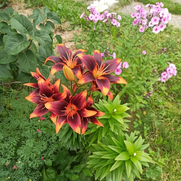 превью изображения отзыва