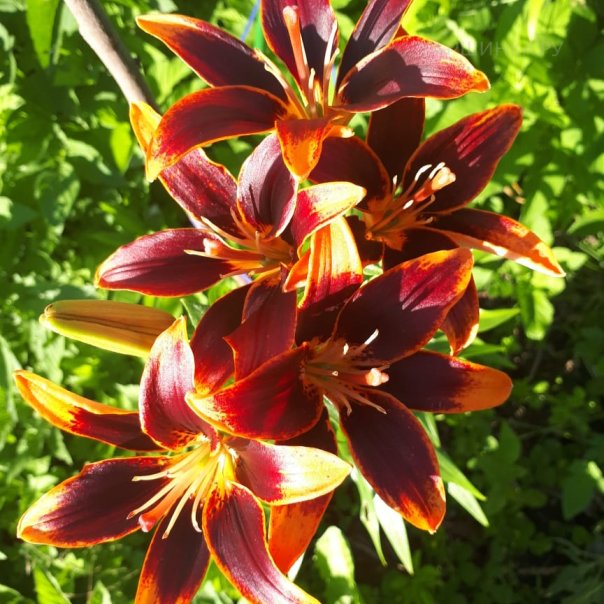 превью изображения отзыва