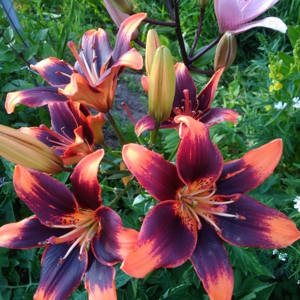 превью изображения отзыва