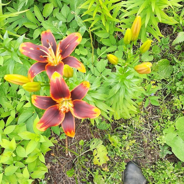 превью изображения отзыва