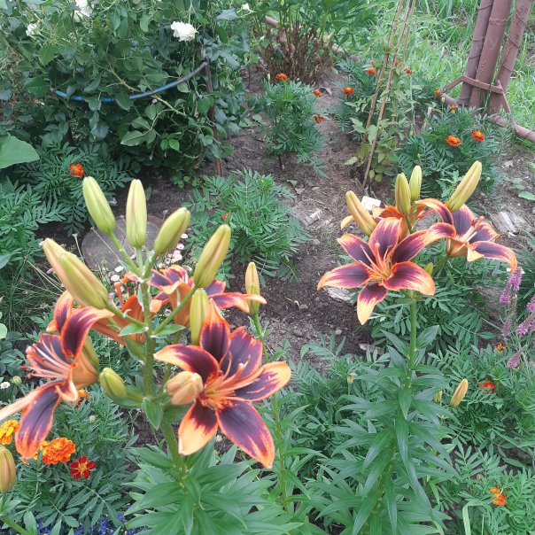 превью изображения отзыва