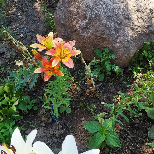 превью изображения отзыва