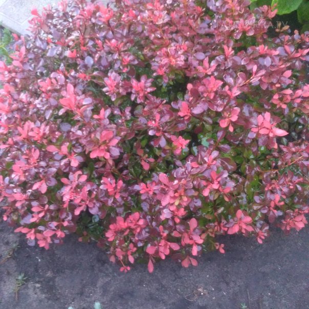 превью изображения отзыва