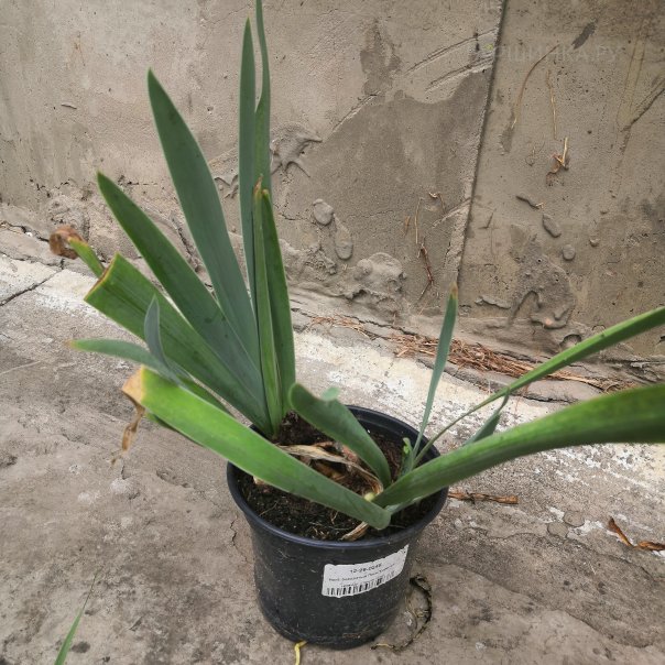 превью изображения отзыва