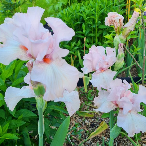 превью изображения отзыва