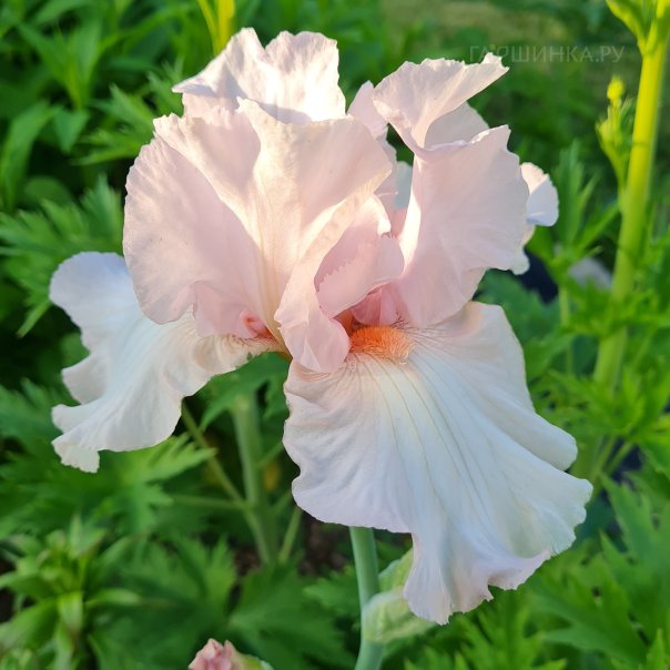 превью изображения отзыва