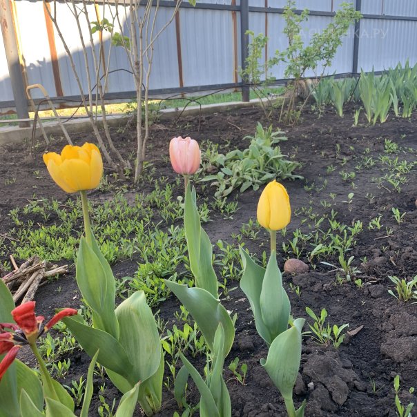 превью изображения отзыва