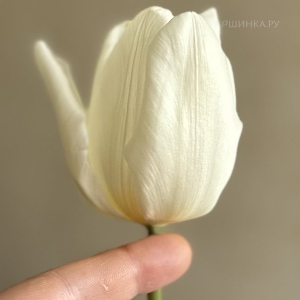 превью изображения отзыва